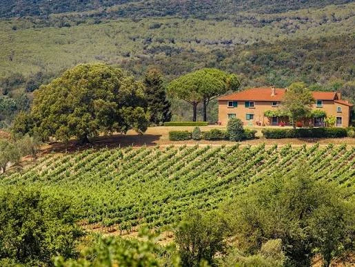 Wine Visit - Grattamacco